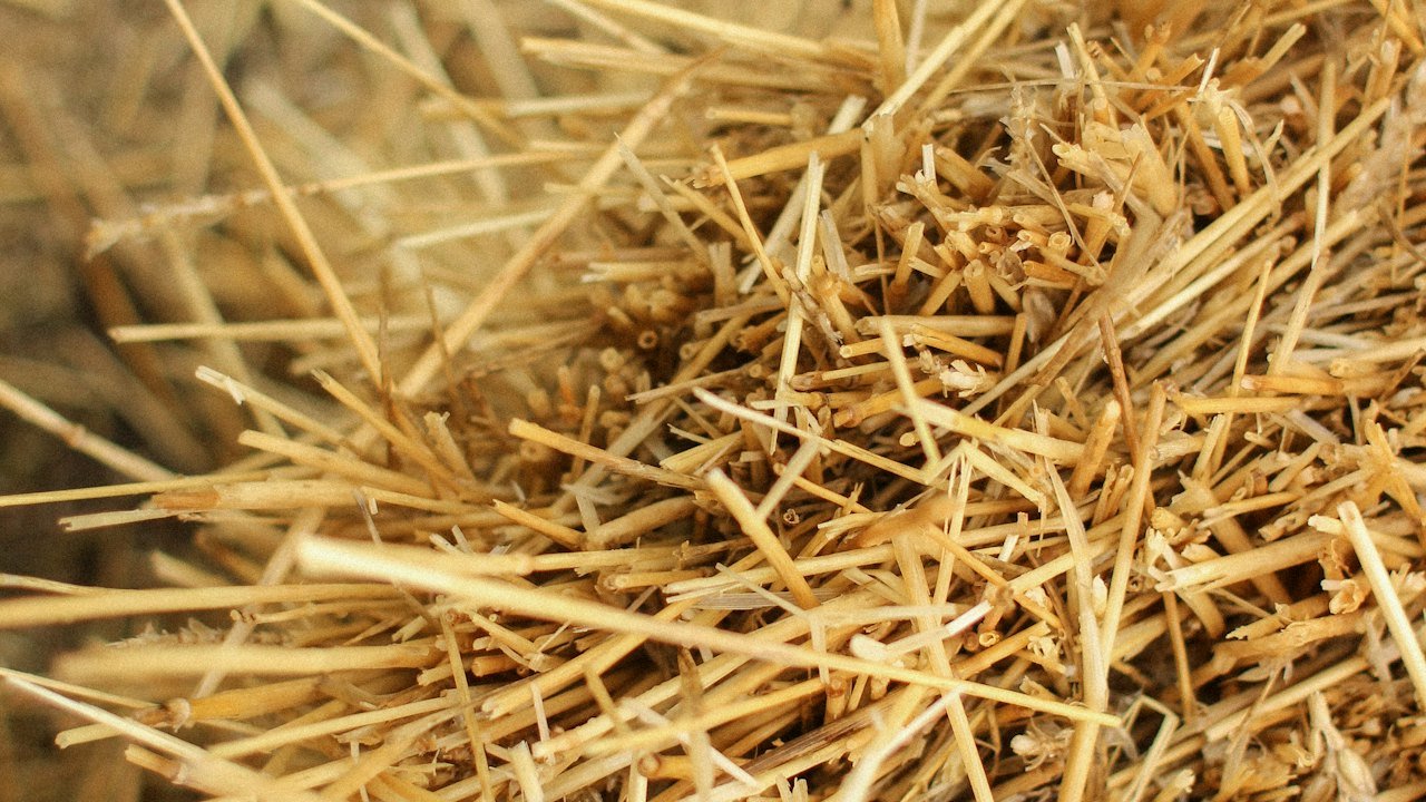 Loose straw, an agri residue used as bio-energy raw material