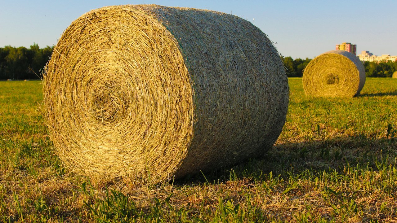 Round straw bale in a field