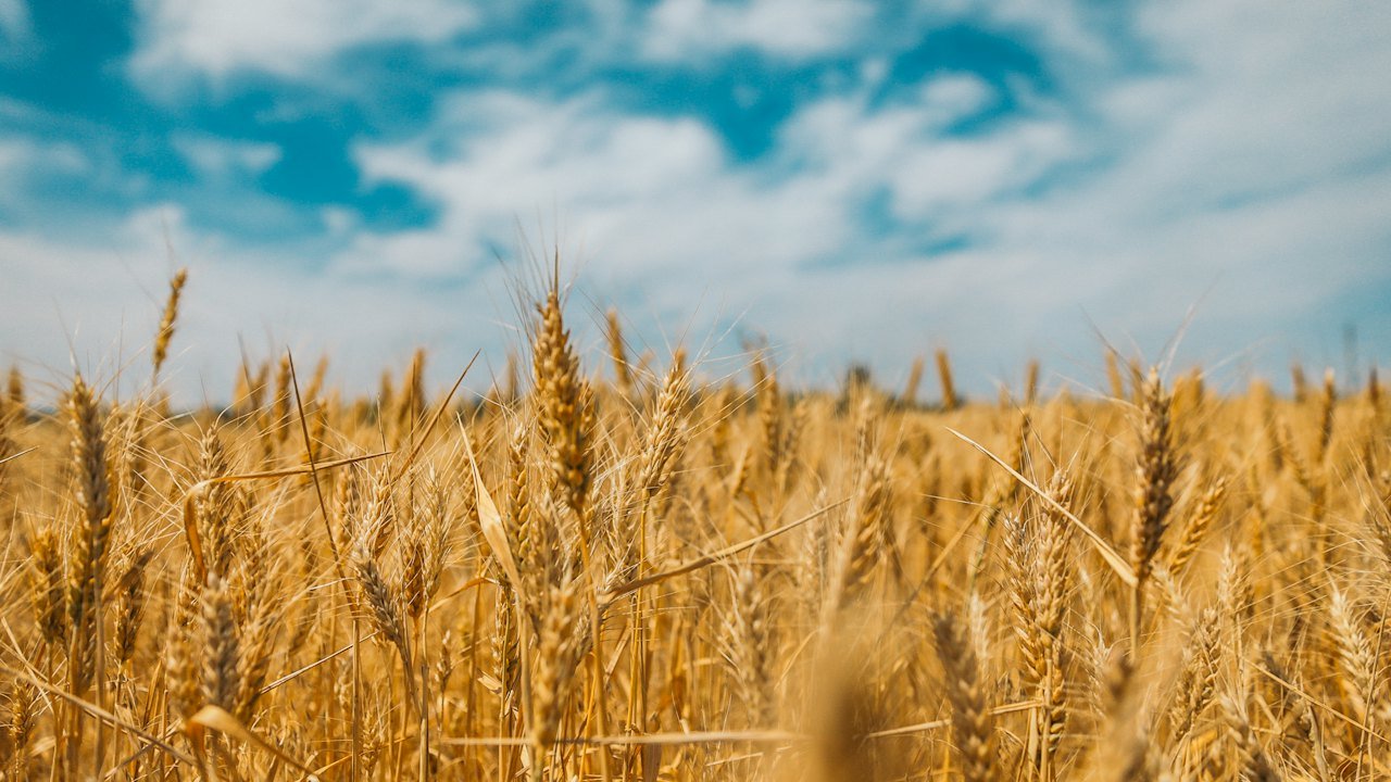Close-up of golden wheat ears in a field under a blue sky