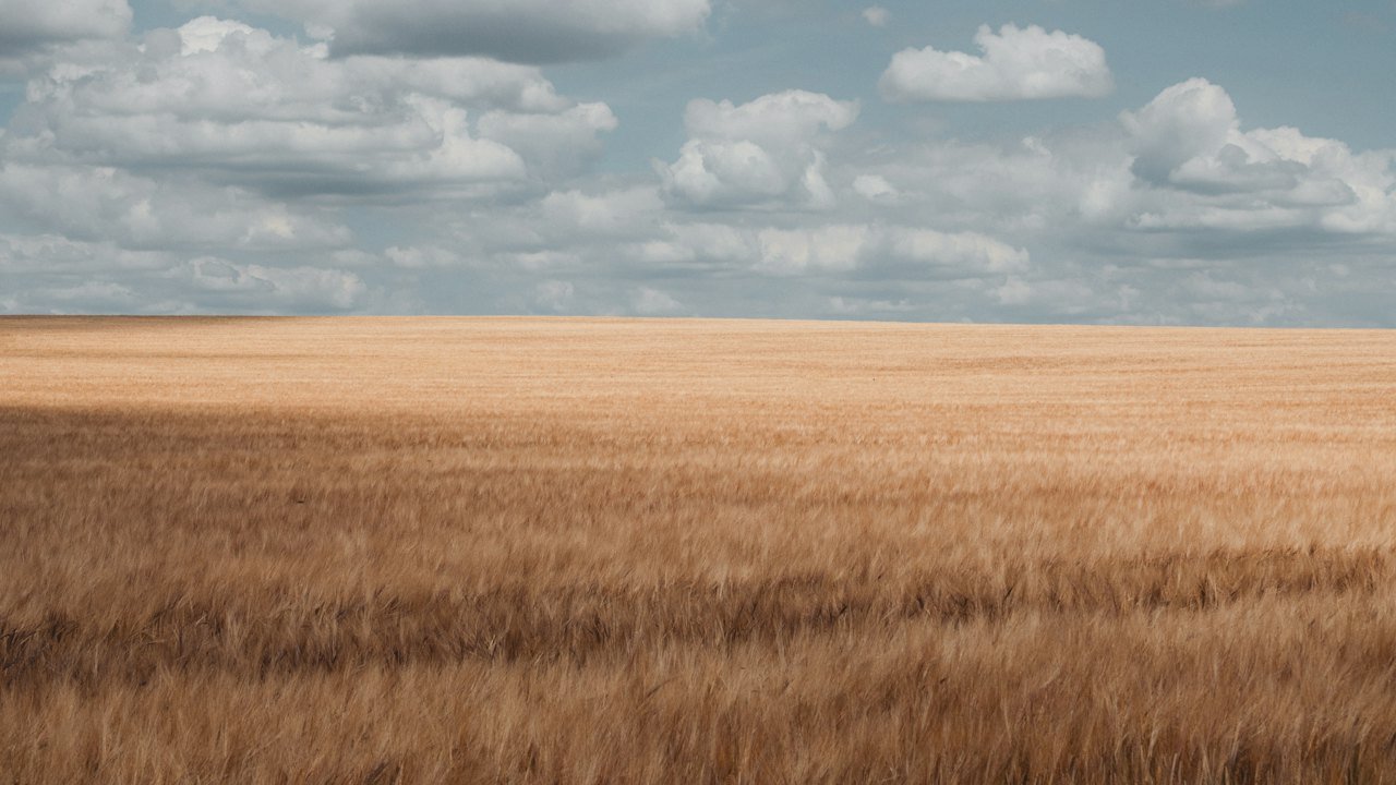 Wheat field at harvest time
